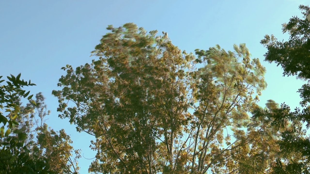 Traces | Trees #2 - Jean-Michel Rolland (4/12)