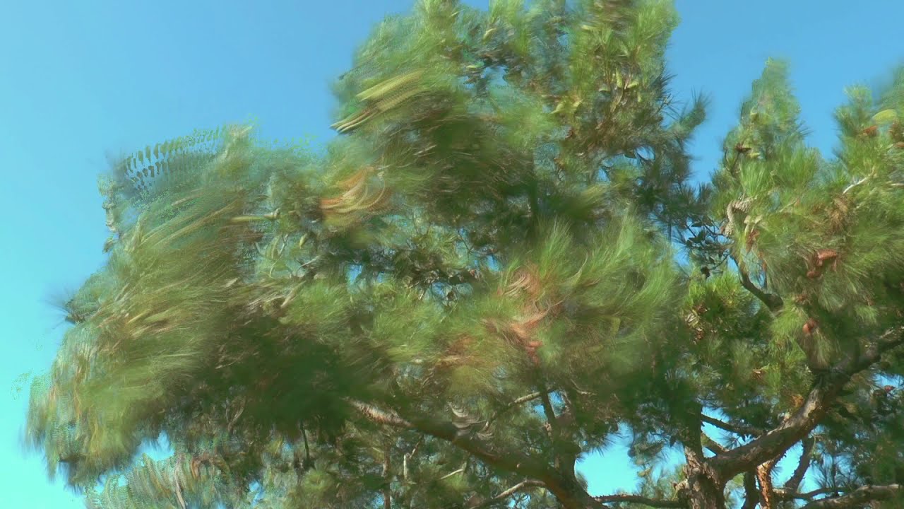 Traces | Trees #3 - Jean-Michel Rolland (5/12)