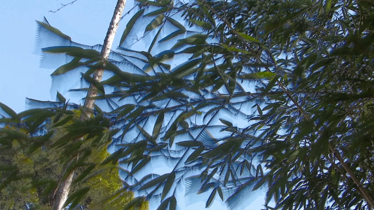 Traces | Trees #1 - Jean-Michel Rolland (3/12)